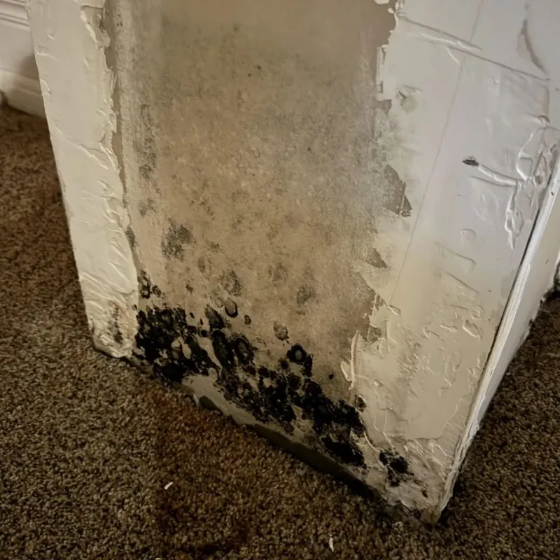 Professional Mold Removal in Fairbury, IL
